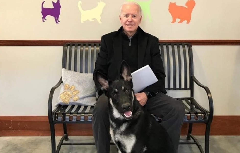 В Белом доме пес Байдена Мейджор станет первой собакой из приюта