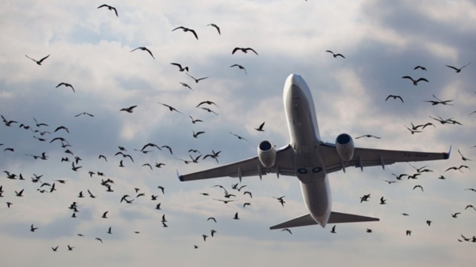Стая крупных птиц врезалась в самолет рейса Атырау – Нур-Султан