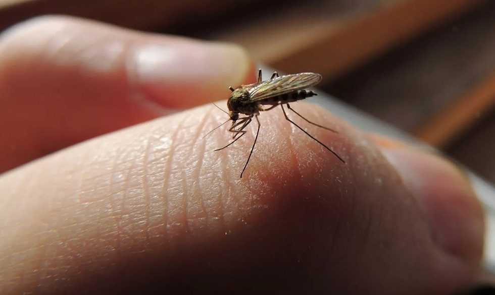 Могут ли комары переносить коронавирус