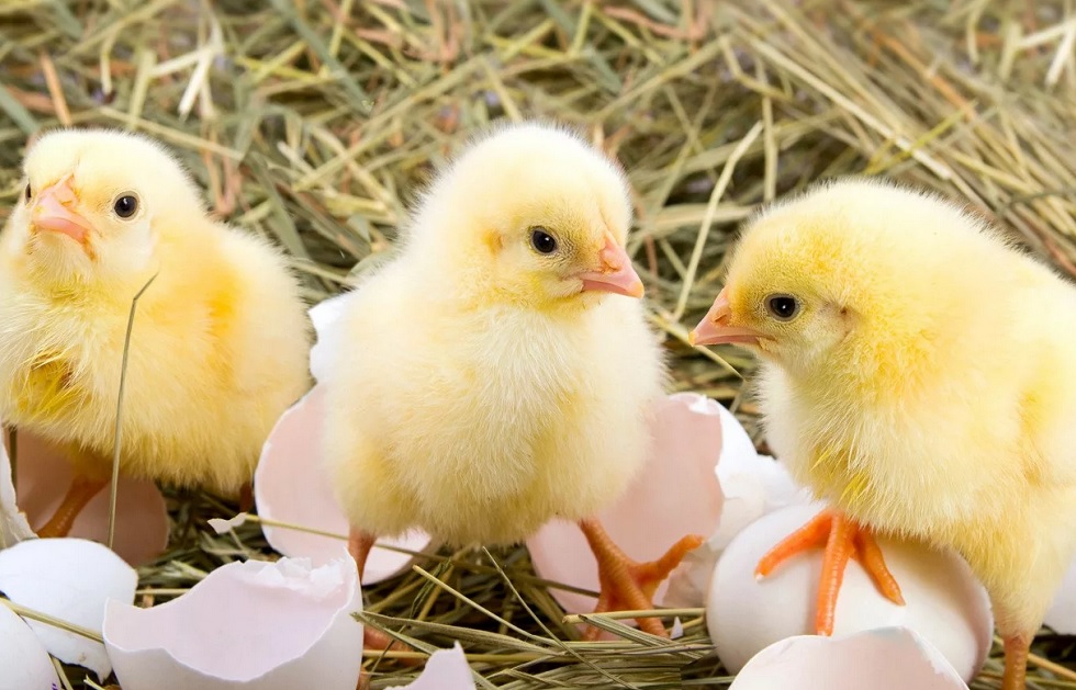 После норок - цыплята: в Дании уничтожат 25 000 цыплят из-за птичьего гриппа