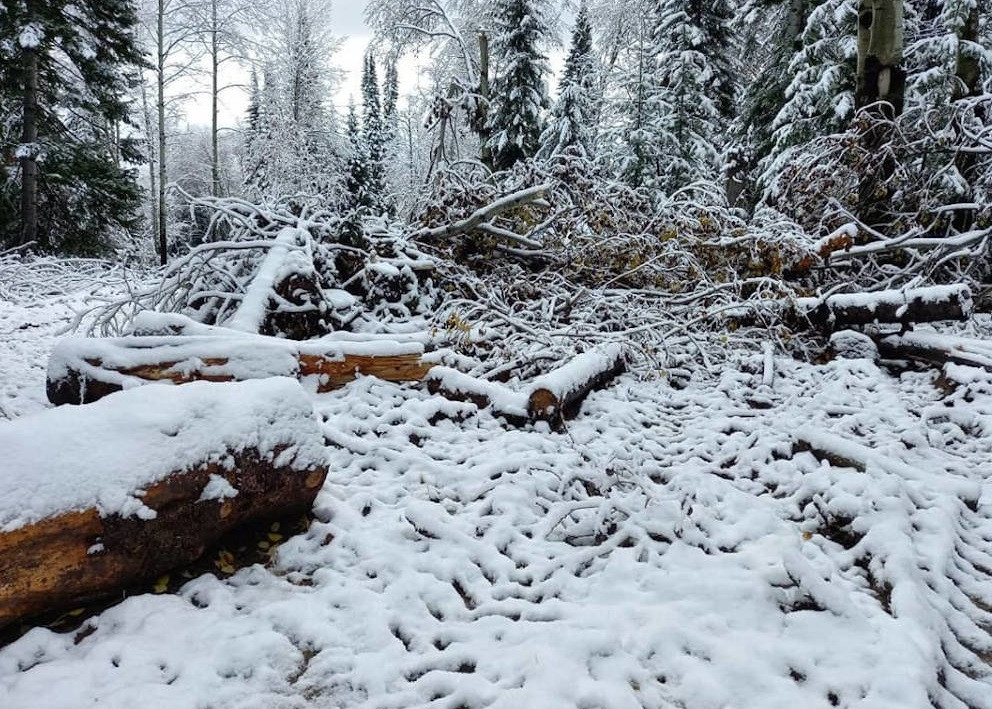 Только щепки летят: более 160 деревьев незаконно срубил житель ВКО