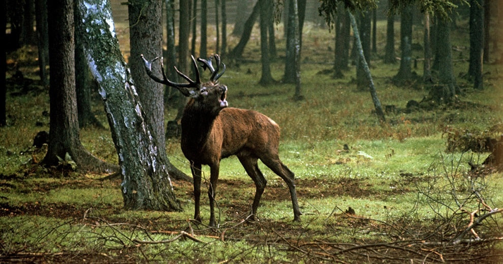 Бывает же такое: олень украл у охотника ружье и сбежал в лес
