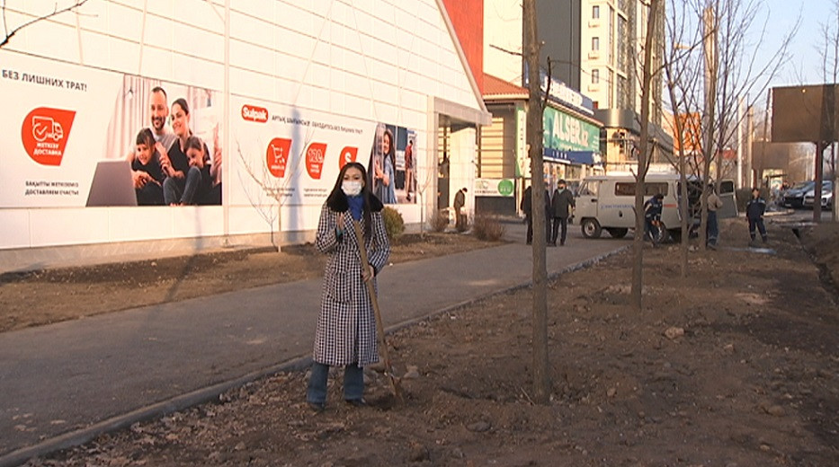 В Алматы посадили 30 дубов возле магазина электроники Sulpak, где были незаконно вырублены деревья