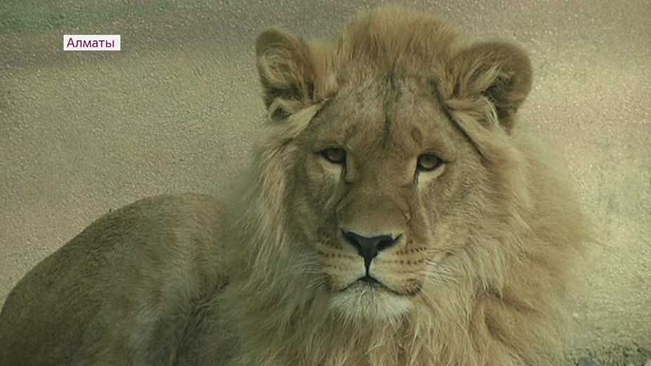 Новый вольер для львенка Симбы из Актау презентовали в зоопарке Алматы