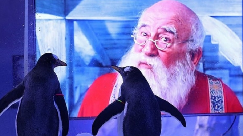 Чтобы не скучали: пингвинам в аквариуме начали показывать новогодние фильмы