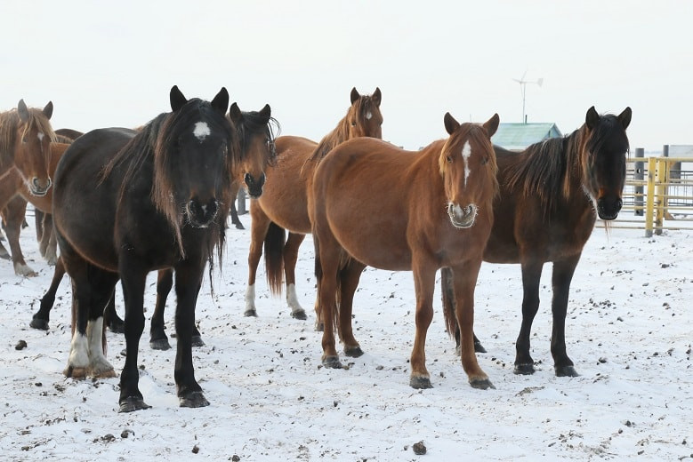 Пастух в СКО украл лошадей и рассчитался ими за долги