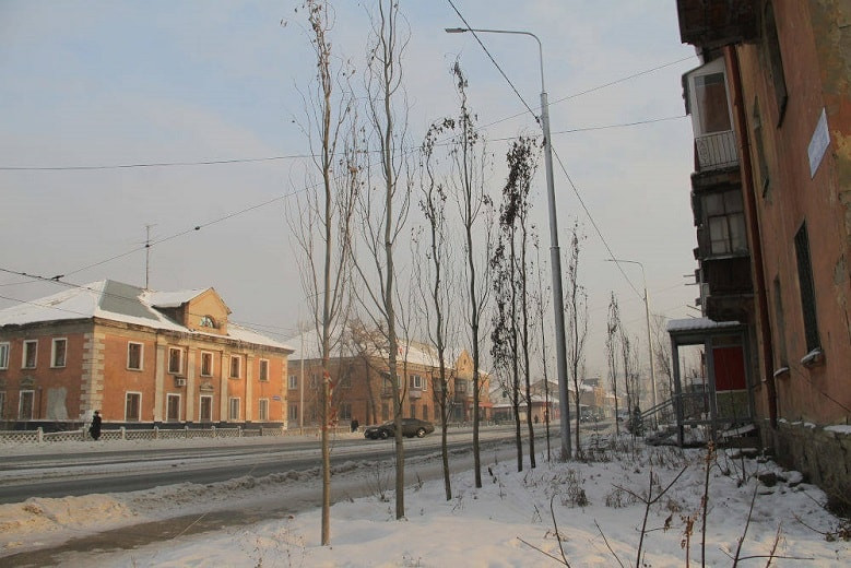 Более 500 деревьев суд обязал власти Усть-Каменогорска высадить взамен спиленных