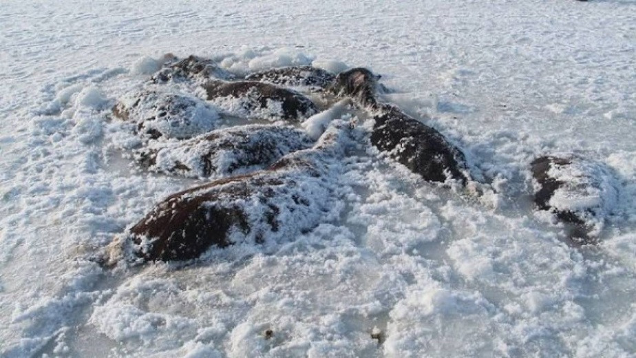 Более 20 потерявшихся лошадей замерзли в ледяном озере Павлодарской области 