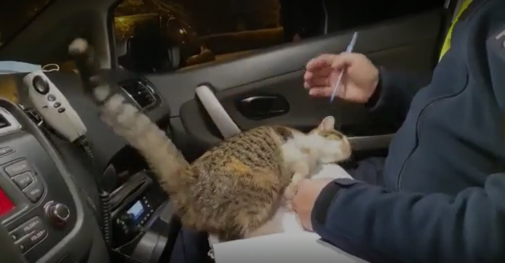 Кошка защищала виновника ДТП, отвлекая полицейского