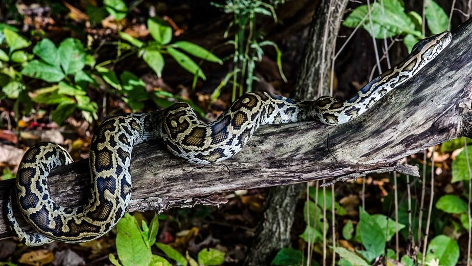Змея на обед: во Флориде могут разрешить употреблять в пищу тигровых питонов