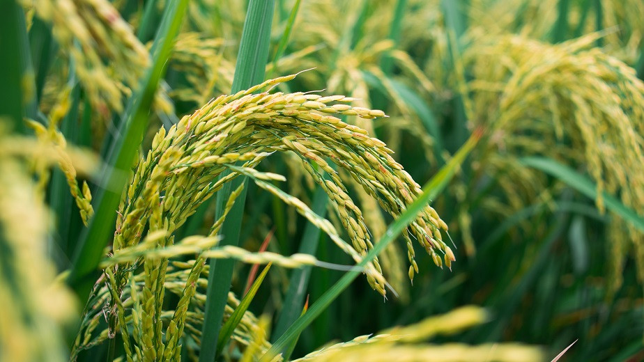 Экономия воды: Минэкологии предлагает сократить посевы риса в двух областях Казахстана 