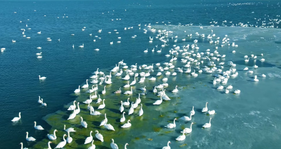 Тысячи лебедей, зимующих на Каспий, попали на видео в Актау