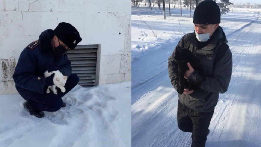 Чтобы не замерзли: полицейские и осужденные-волонтеры спасают бездомных животных в Павлодарской области