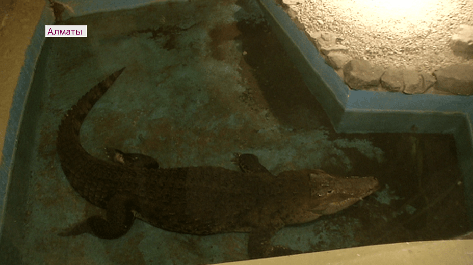 Зине – 49: в Алматинском зоопарке отметили день рождения крокодила