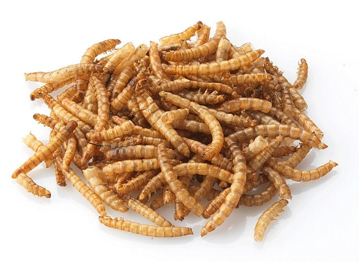 Мучные черви на завтрак: Евросоюз признал, что их можно употреблять в пищу