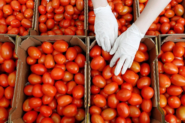 Опасные помидоры: Россия вводит запрет на поставку томатов и перца из Казахстана