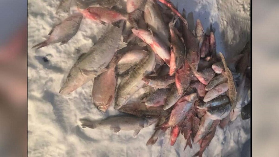 Около 300 кг рыбы обнаружили полицейские у браконьеров в Капшагае