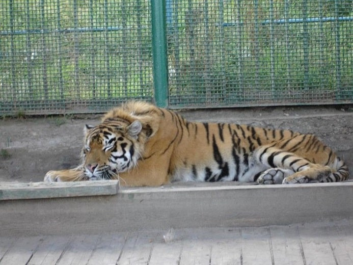 В зоопарке усыпили тигрицу, заразившуюся COVID-19