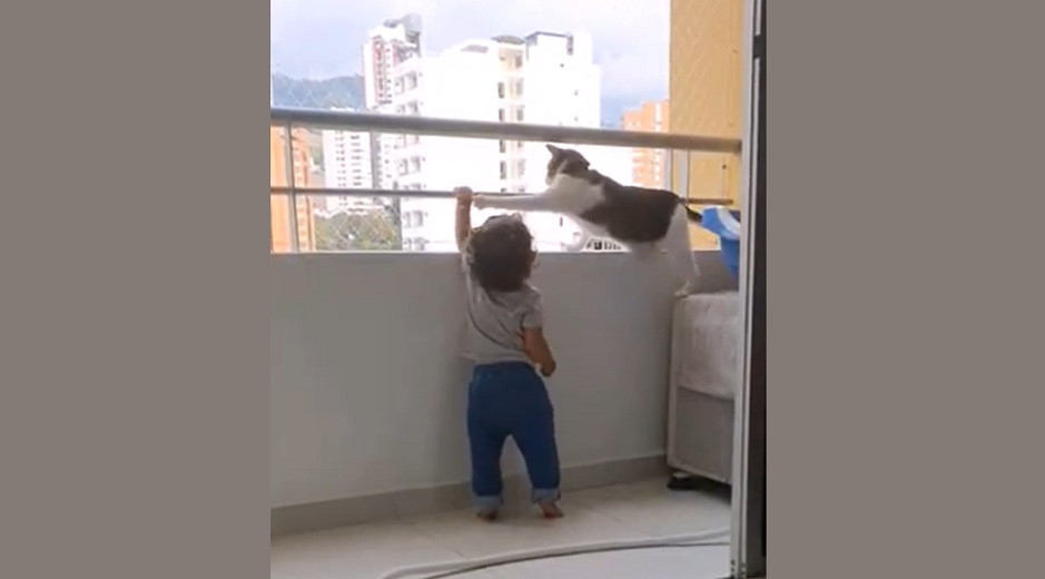 Заботливая кошка спасла ребенка от падения с балкона - видео