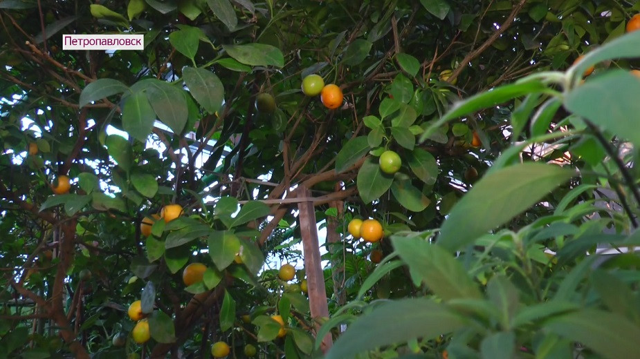 Рекордное количество плодов дало мандариновое дерево в Ботаническом саду Петропавловска 