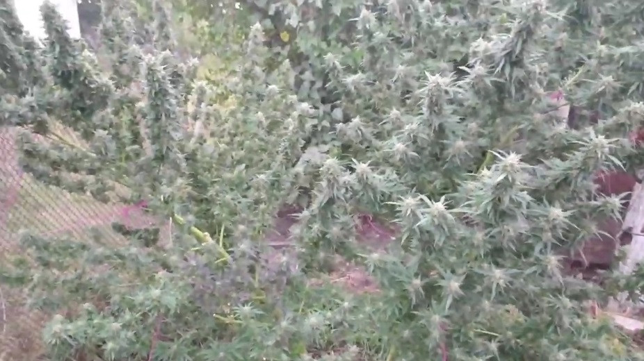 Полицейские выплатили компенсацию наркосадовнику, выращивавшему коноплю в огороде