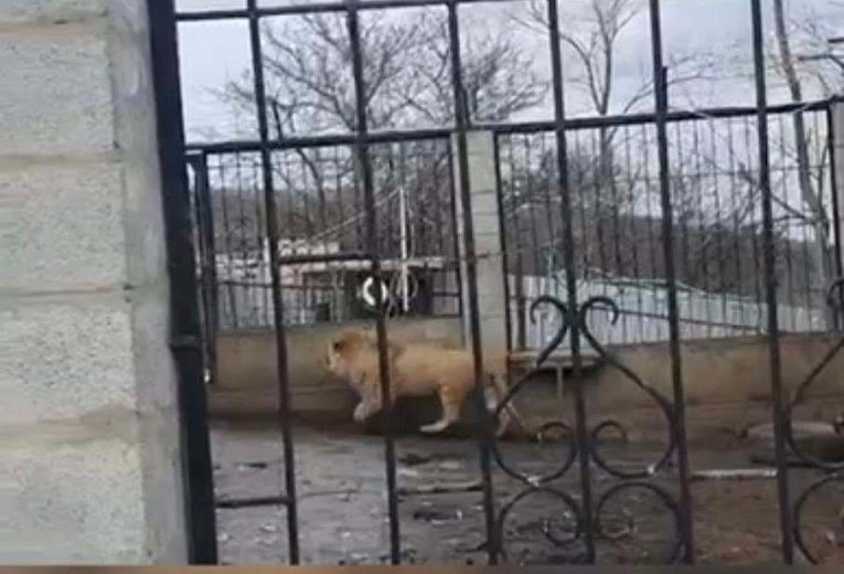 Вместо алабая: в одном из крестьянских хозяйств Алматинской области обнаружили льва