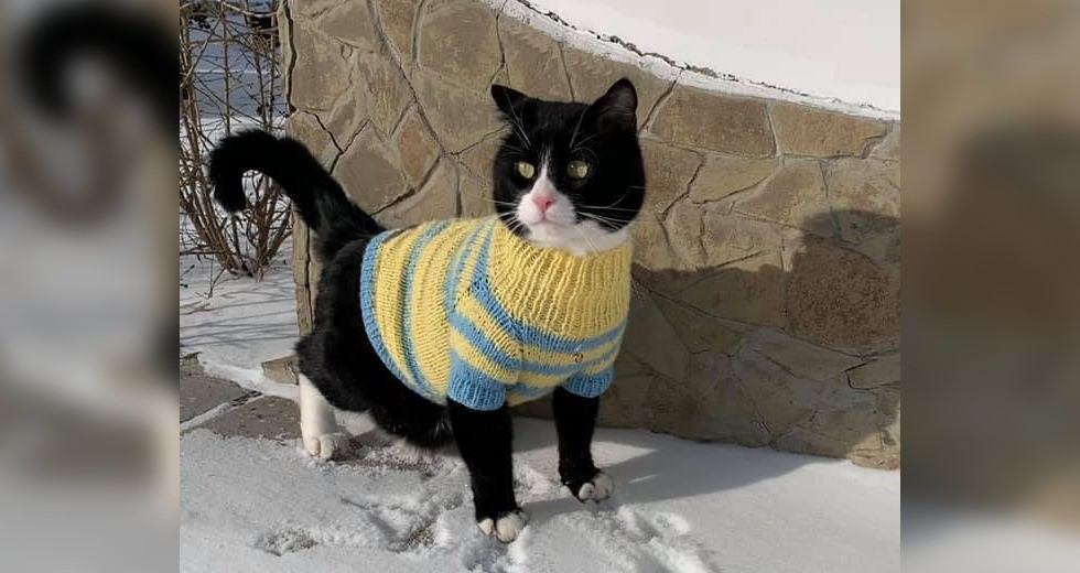 Кот в вязаном свитере очаровал пользователей Facebook 