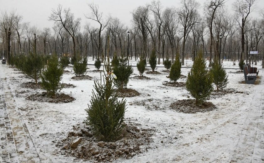 350 тысяч деревьев высадят в Алматы
