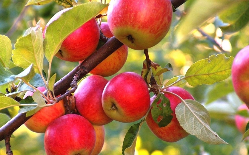 Дефицит яблок исчезнет к 2024 году - министр сельского хозяйства РК