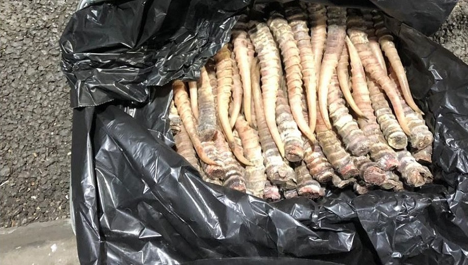 Контрабандиста с крупной партией сайгачьих рогов задержали: сумма ущерба достигла почти 500 млн тенге