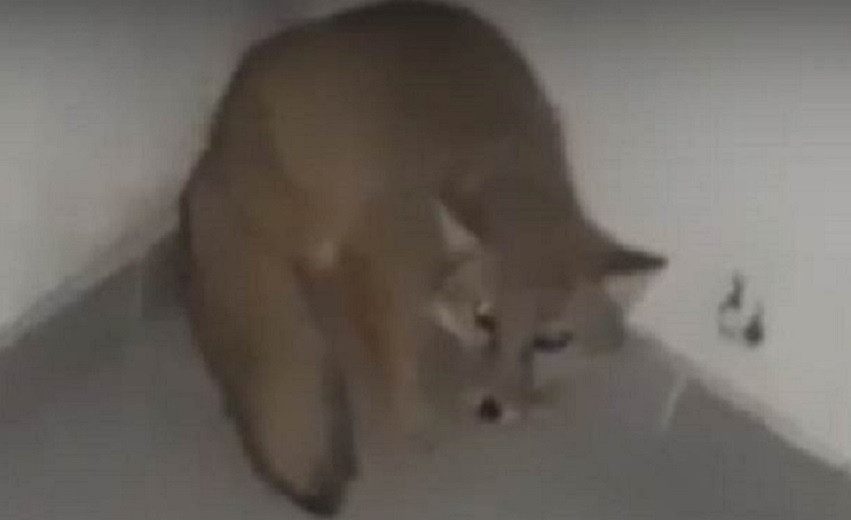 Дикая лиса забежала в подъезд жилого дома в Актау и попала на видео