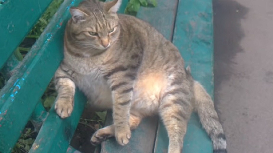 Самый толстый кот страны спас пенсионерку от коронавируса 