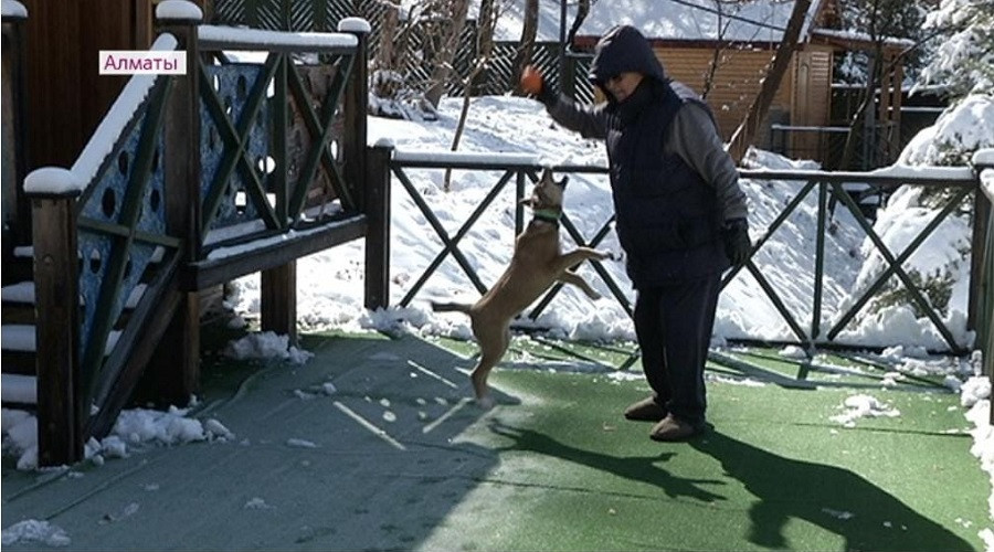 Человек собаке друг: Мурат Ауэзов спас от гибели животное из Якутии 