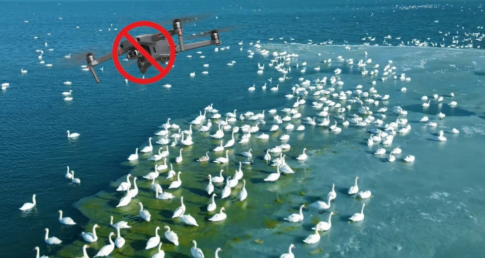 Озеро Караколь: за съемки птиц и животных могут оштрафовать