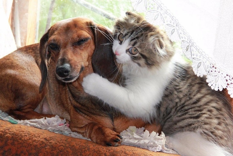 Ученые обнаружили у кошек и собак опаснейший штамм COVID-19