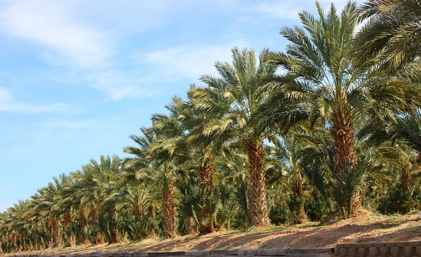 Высадить 10 млрд деревьев: в Саудовской Аравии решили радикально бороться с пустынями
