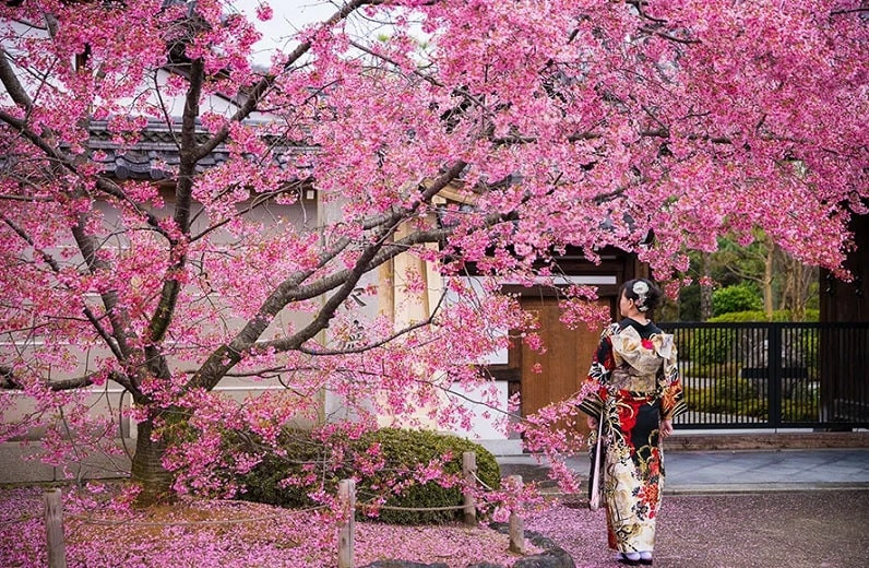 Сакура зацвела в Японии: так рано впервые за 1200 лет