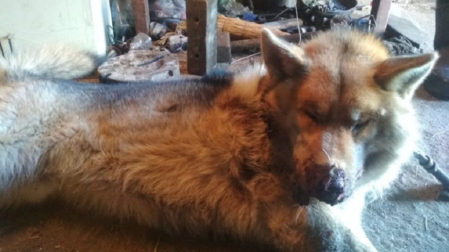 Пришлось застрелить: волк пришел в село в Павлодарской области
