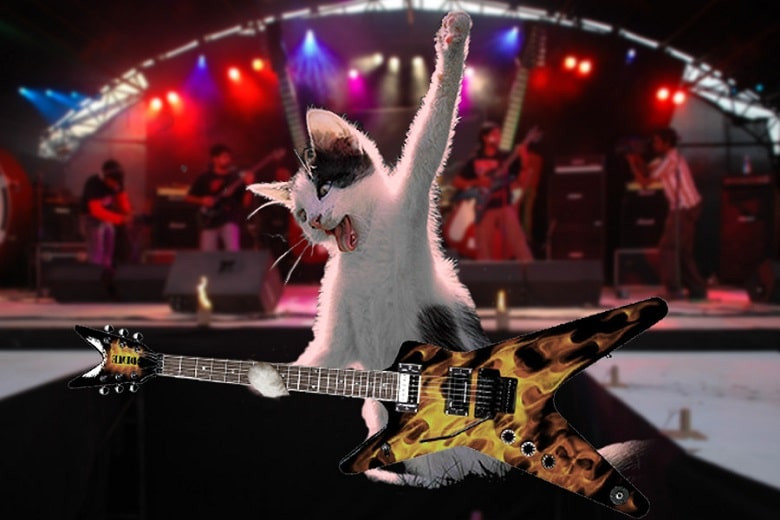 Кошачий рок: в США появилась метал-группа из котов