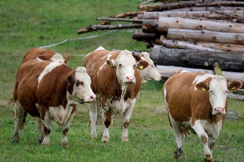 Факт бешенства у коров подтвердился в Северном Казахстане