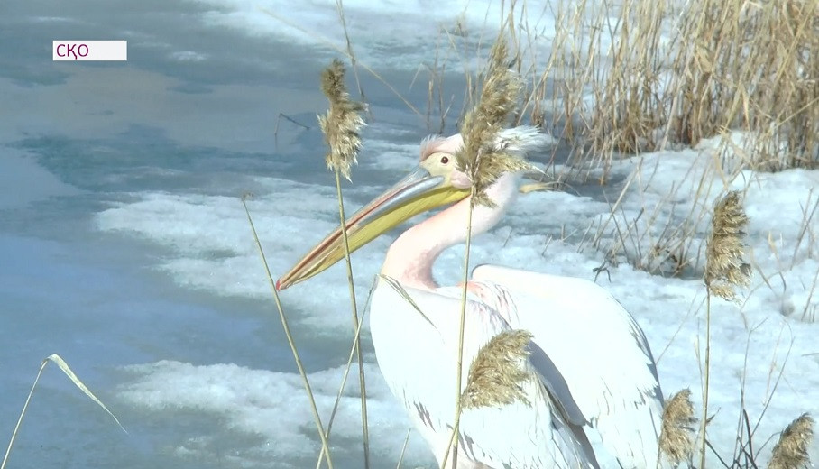 Впервые за многие годы: розовые пеликаны прилетели в СКО