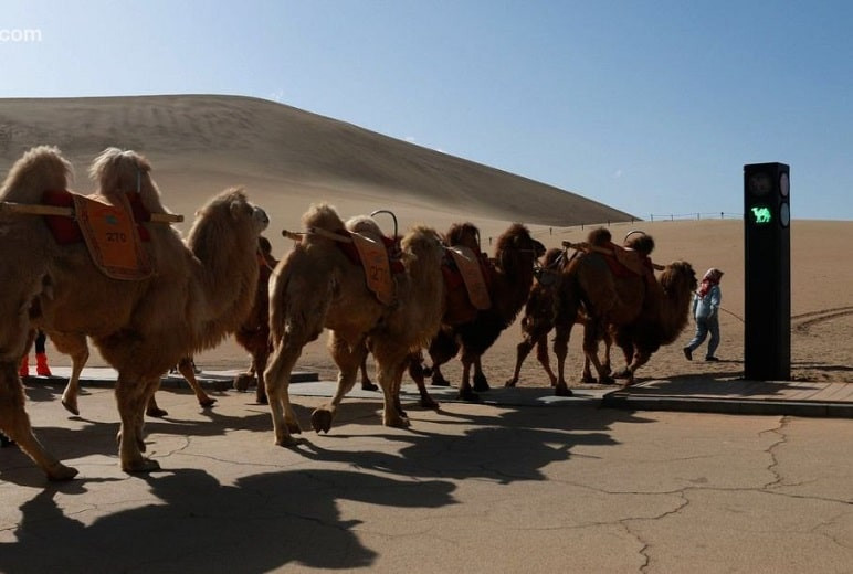 Такого в мире еще не было: в Китае установили светофор для верблюдов