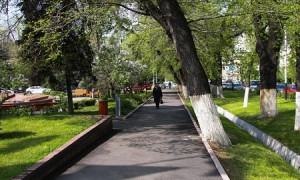 Тест: "Сможете ли вы по фото определить названия деревьев, растущих в Алматы"