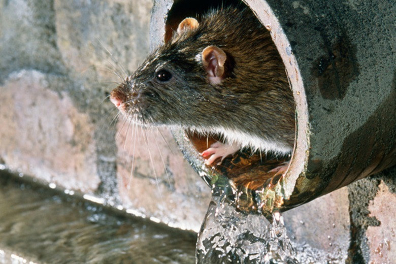 Нашествие крыс в СКО: люди пожаловались на ряд экологических проблем 