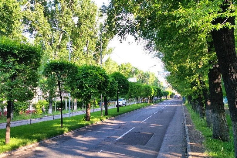Более 50 000 саженцев высадили этой весной в Алматы
