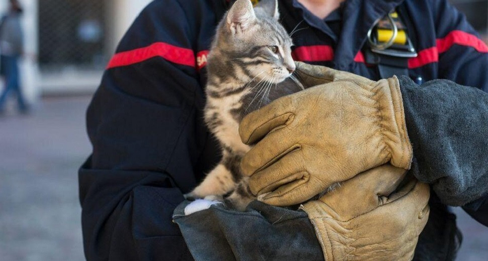 Кошку спасли от гибели пожарные Алматы