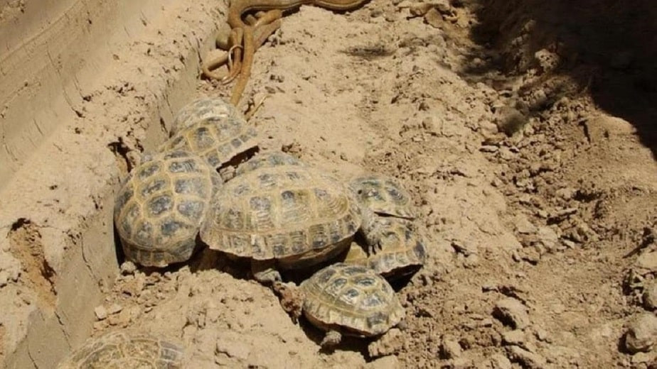 Смертельные ловушки: в Туркестанской области гибнут змеи и черепахи в вырытых траншеях