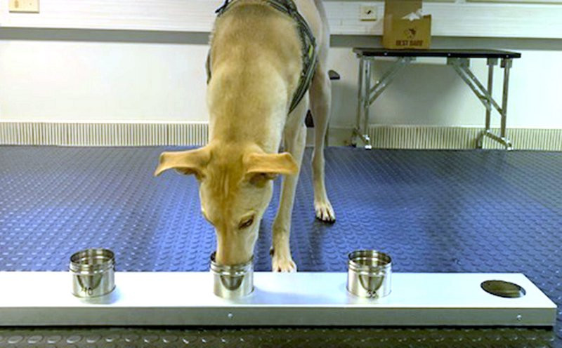 Собаки вместо ПЦР-теста: они с точностью до 94% определяют наличие у человека COVID-19