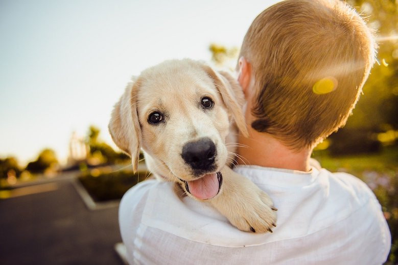Собаки "запрограммированы" на дружбу с людьми - зоологи 