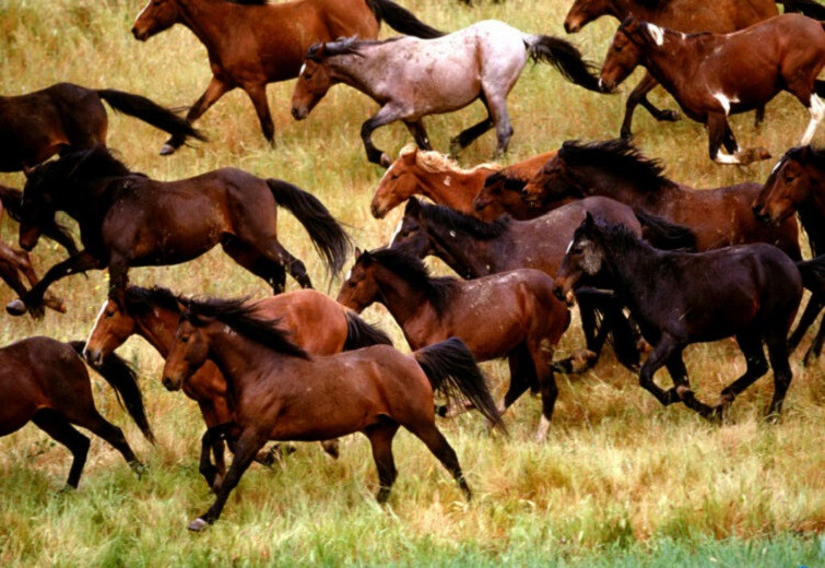 Табун лошадей похитили у пенсионера в Жамбылской области 